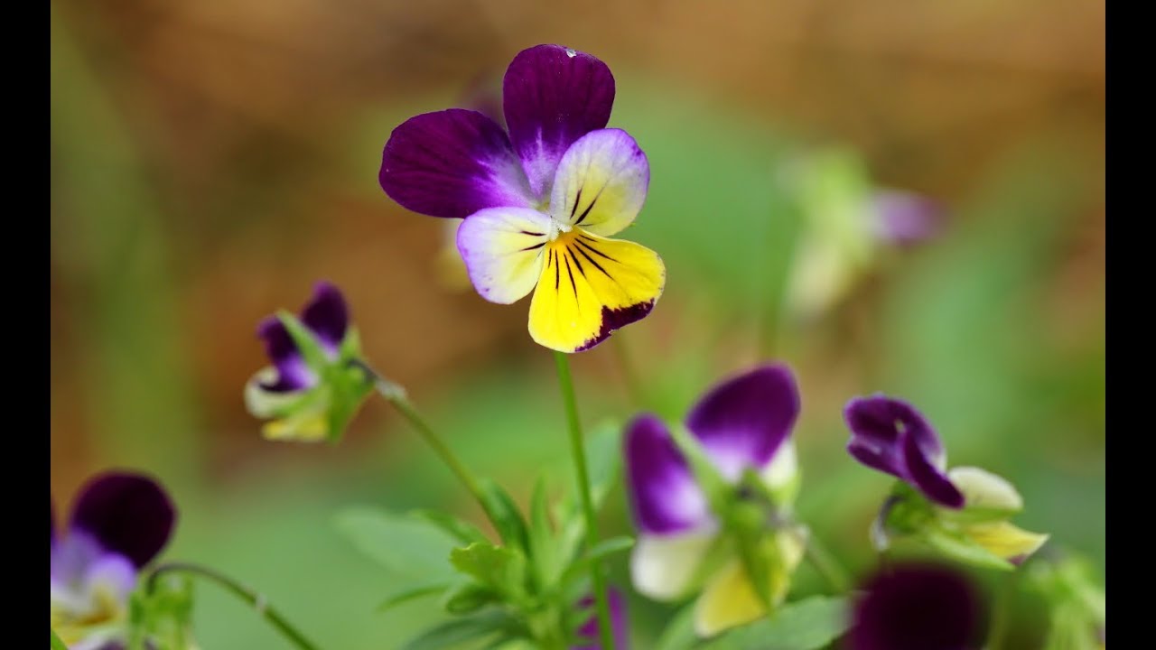 How To Save Viola And Pansy Flower Seeds-Gardening