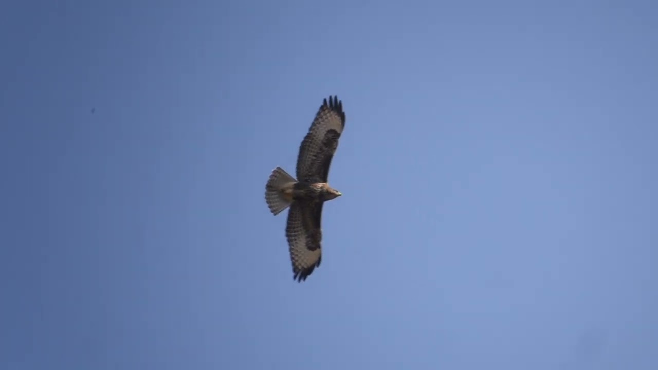 Falsterbo 2024