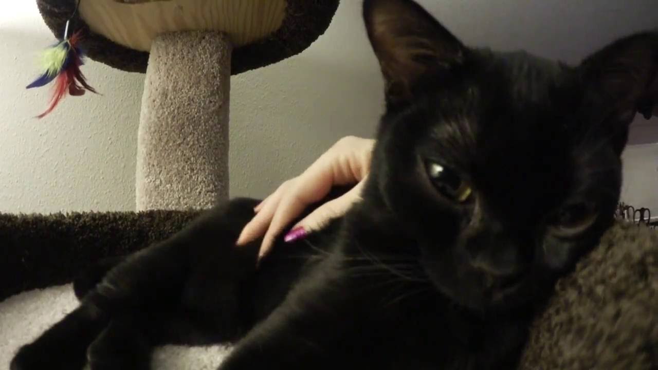 Bombay Kitten Moki DITLO