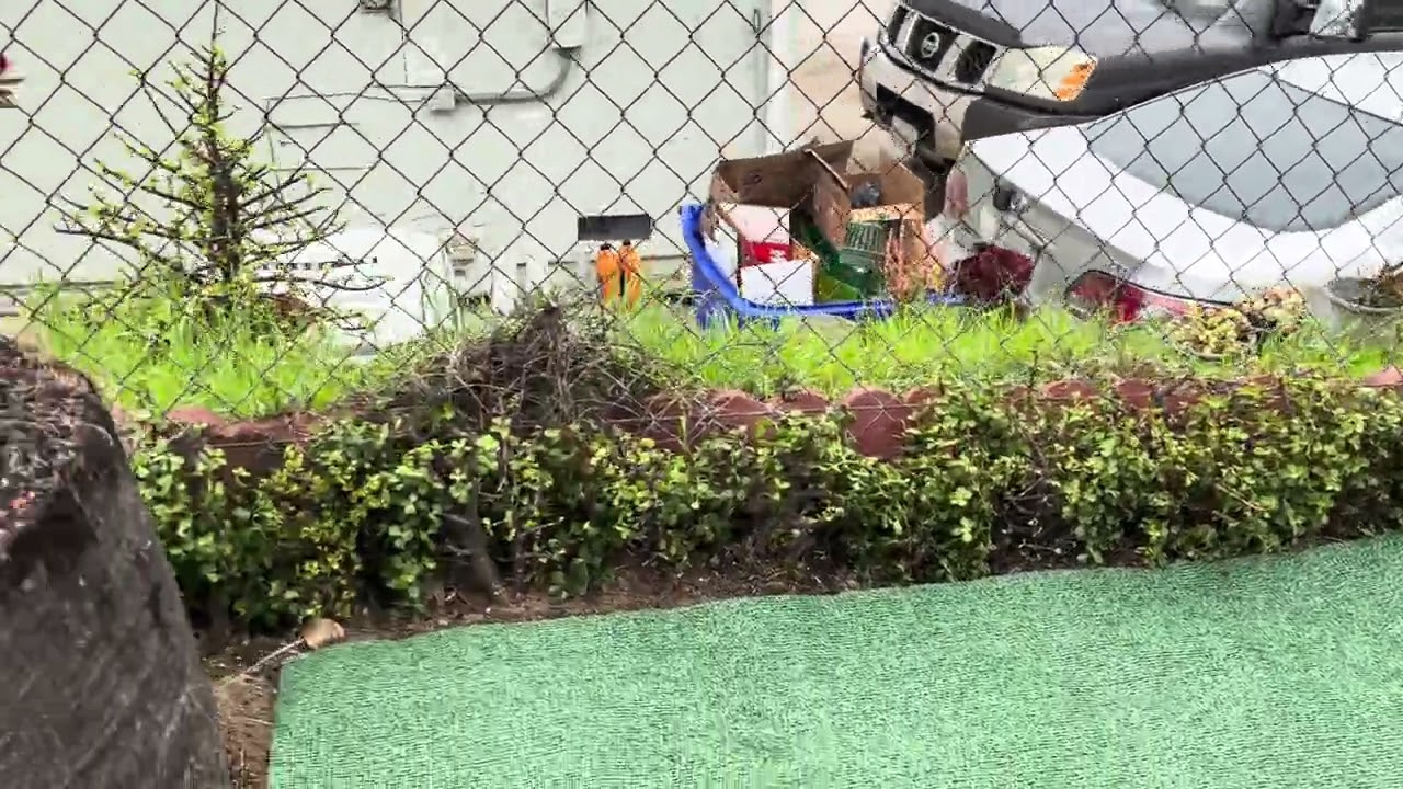 Rain stopped kaya continue yard work.