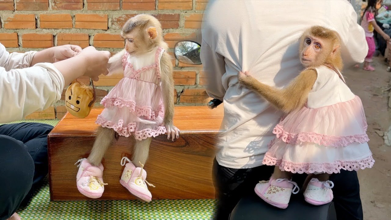 So Gentle Madam Sara Let Mom Wearing Outfits Follow Mom To New House