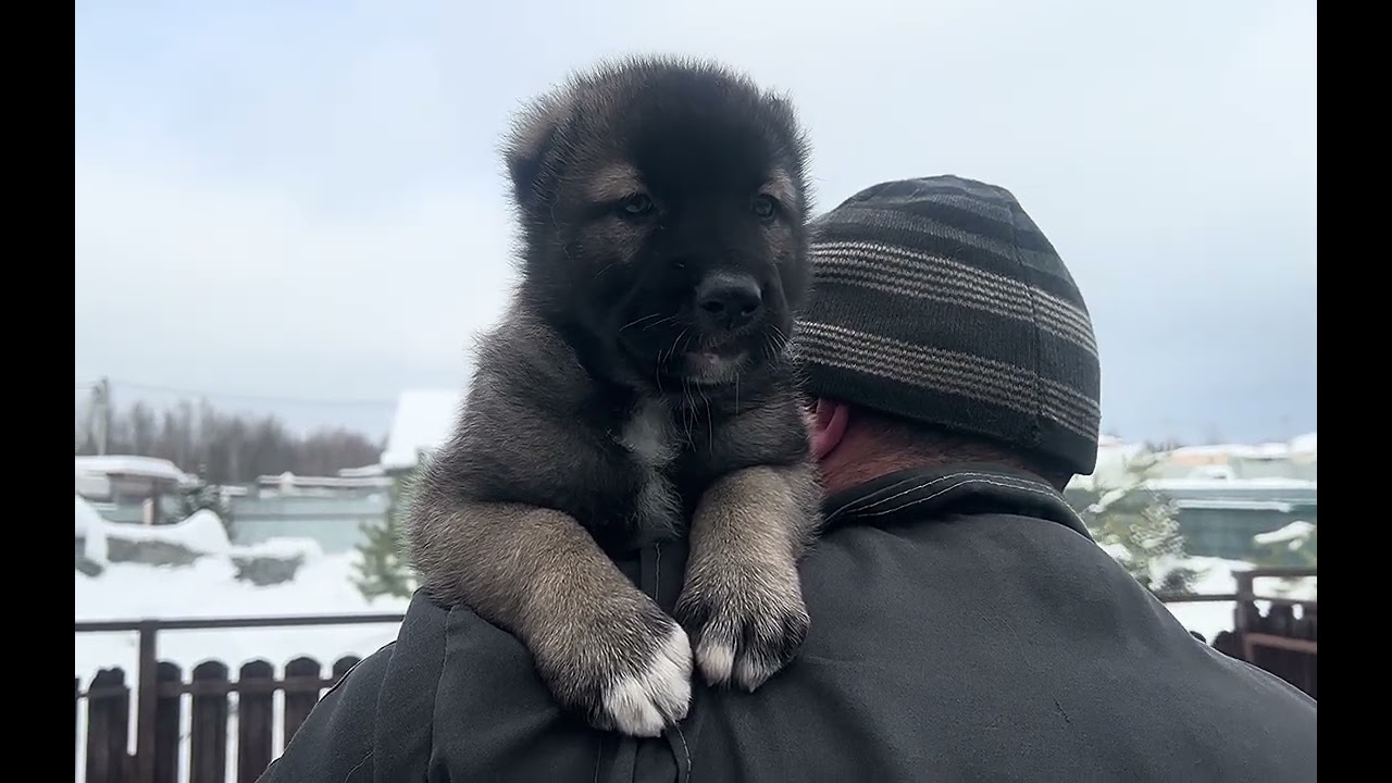 АБОРИГЕННЫЙ ГАМПР ➖ЛАВР🔥ДАТА РОЖДЕНИЯ:20.01.2026г#гампр#dog#щенки#like#топ#собака#волкодав#собаки#