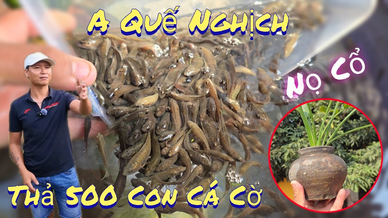 Lọ Cổ A Quế Nghịch Tặng Và Thả 500 Con Cá Cờ Ở Mốt Bể  /Nhân Tạ Mốt
