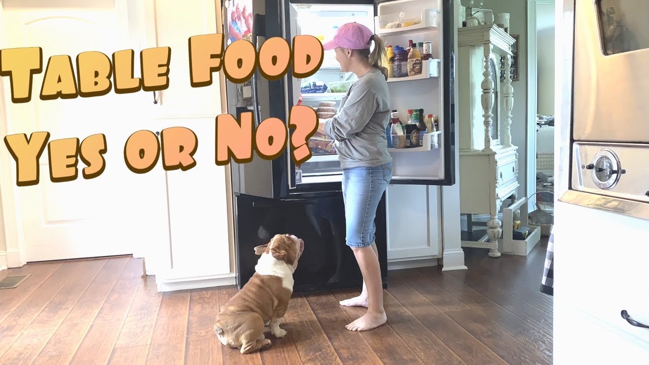 What Kind Of Table Foods You Can and CAN NOT Feed Dogs