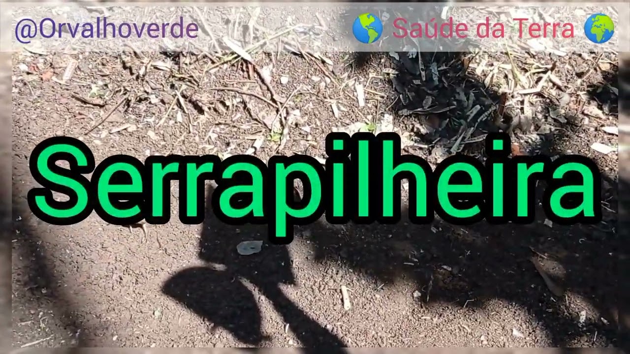 🌎 VOC&Ecirc; SABE O QUE &Eacute; SERRAPILHEIRA? 🌎 PREPARANDO A TERRA PARA PLANTAR O A&Ccedil;AFR&Atilde;O DA TERRA- C&Uacute;RCUMA 🌎