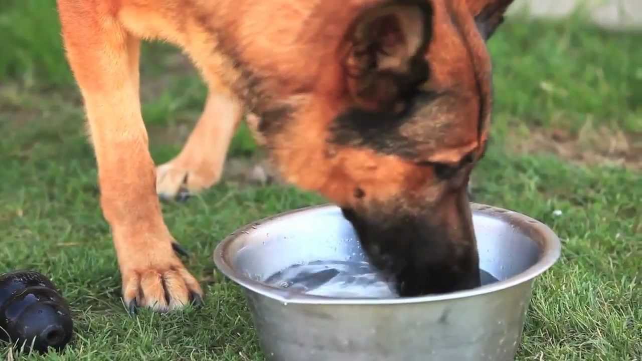 Injured Military Dog Lucca Retires
