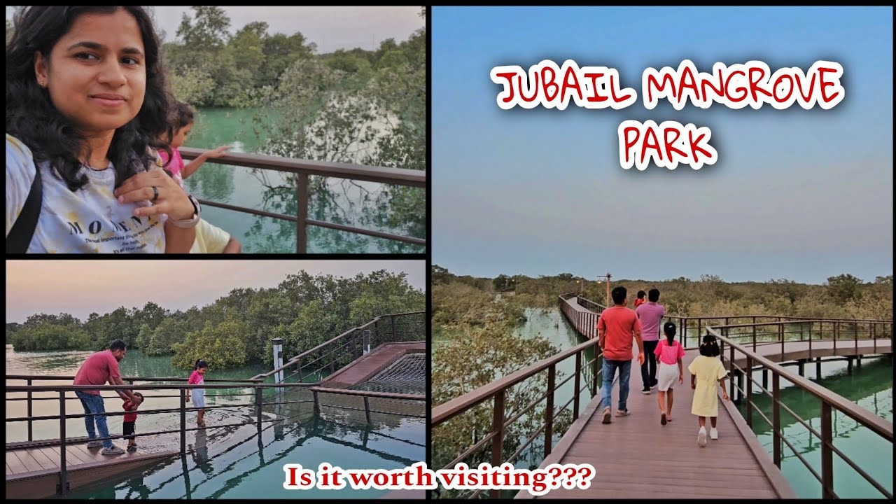 Jubail mangrove park Abu Dhabi 