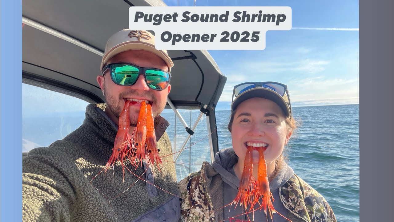 Shrimping in the Puget Sound- No Pot Puller, No Problem