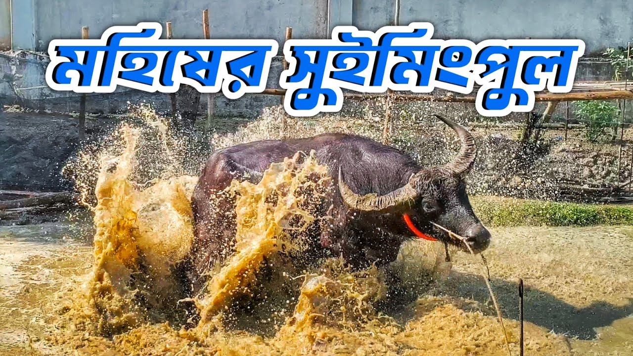মহিষের গোসল আমাদের সুইমিংপুলে  || মহিষ পালন  ||  Purbasha Agro