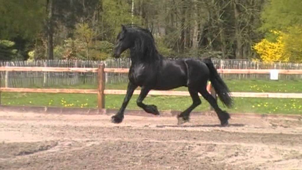 Bedrijf in beeld van Stalhouderij Het Zwarte Paard