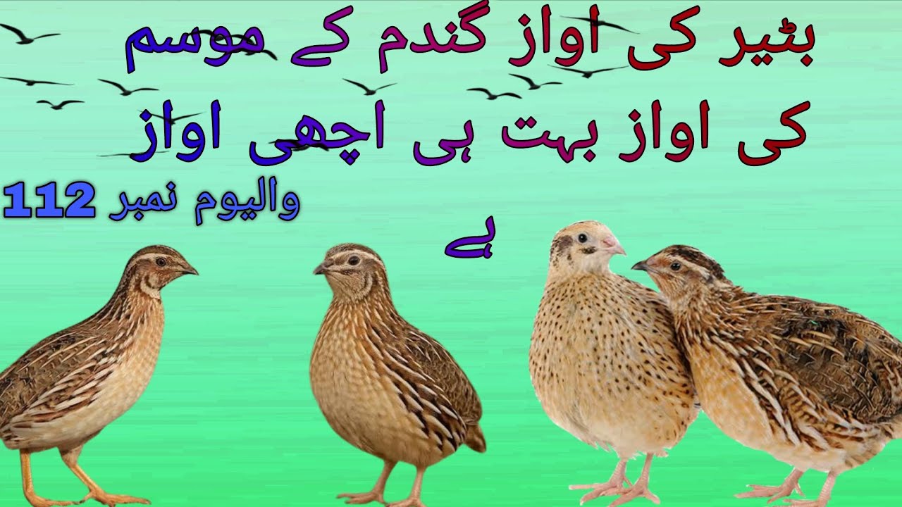 Quail ki awaz.. gandum ke mausam ki awaaz. Achy awaz batter ki awaz