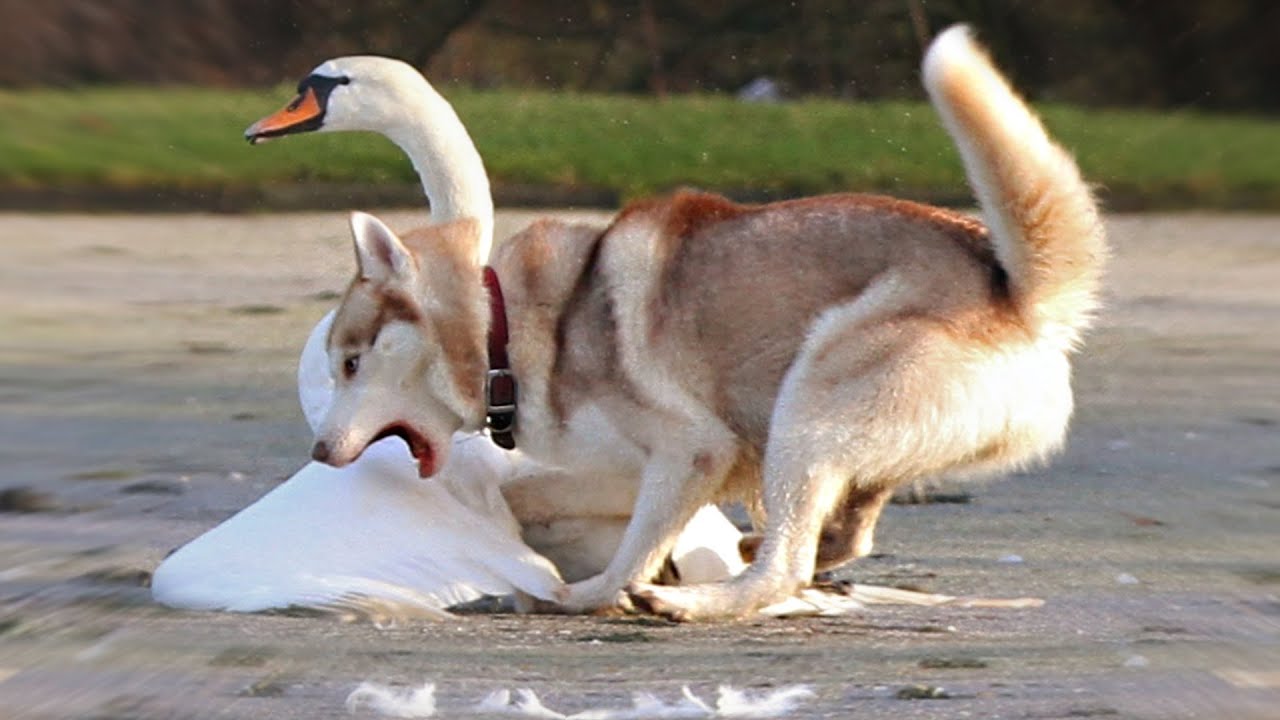 These Are 10 Most Mischievous Dog Breeds