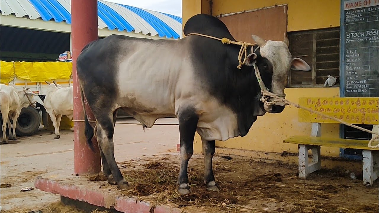 Biggest Ongole black bull very powerful Ongole Bulls | biggest Ongole bulls market Gurazala Palanadu