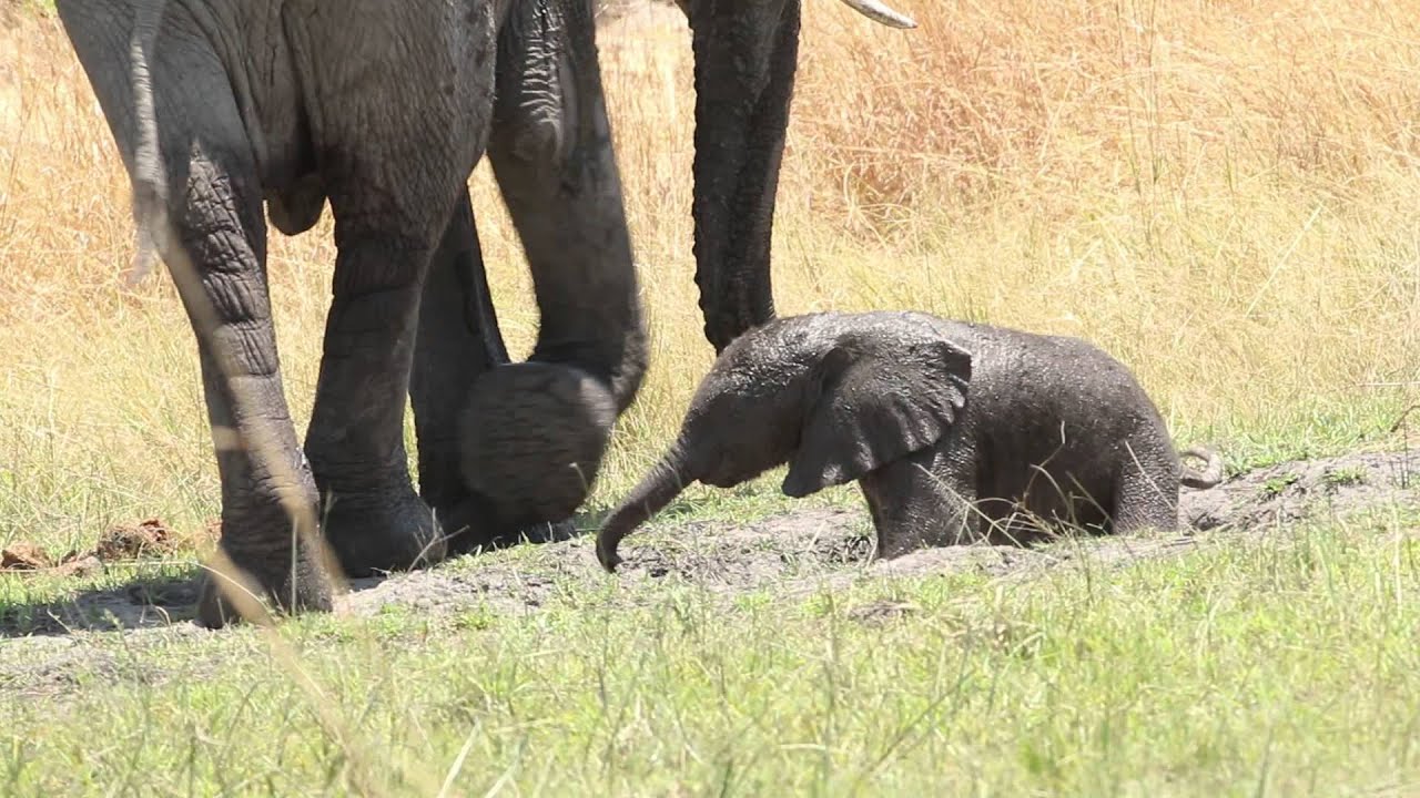 baby elephant walk