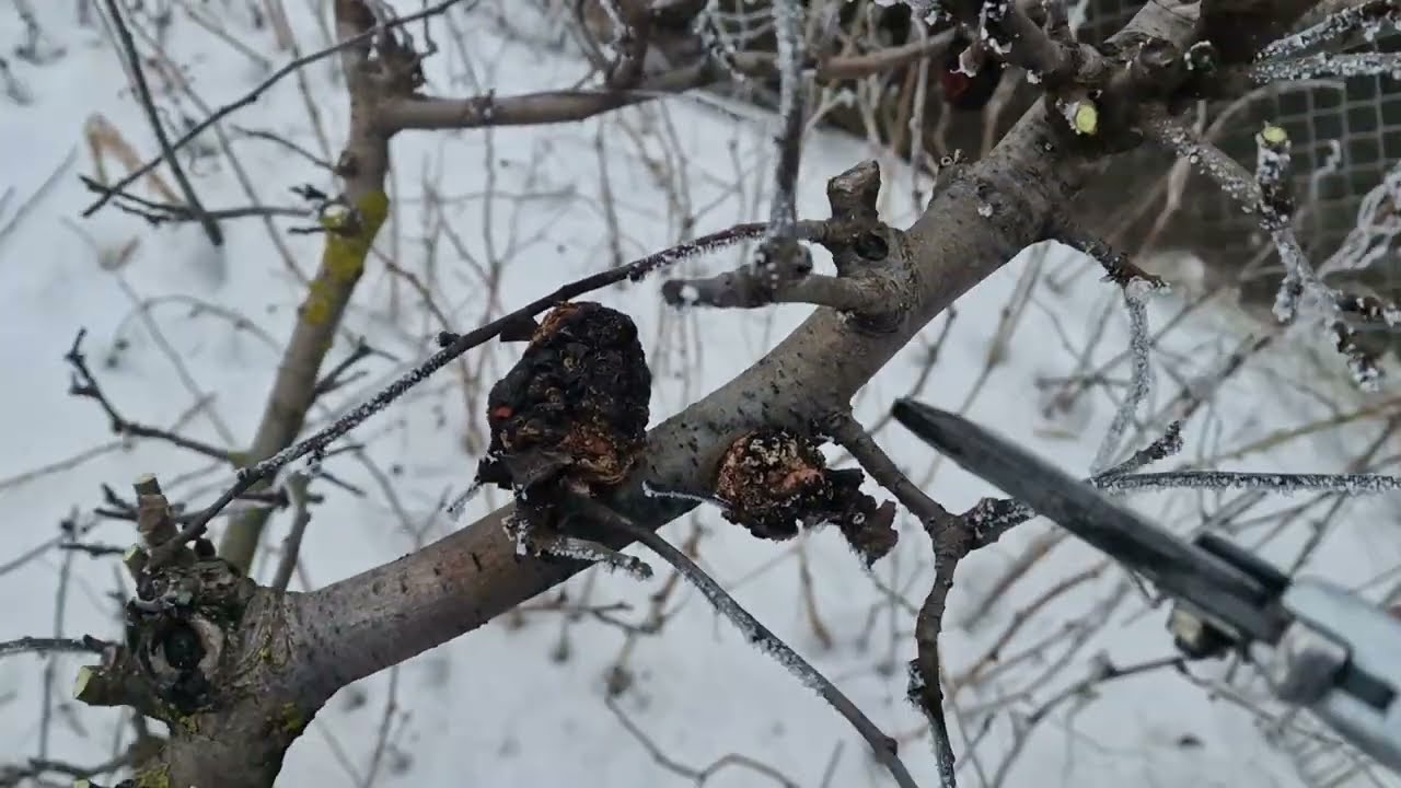 Обрізка Яблуні на урожай