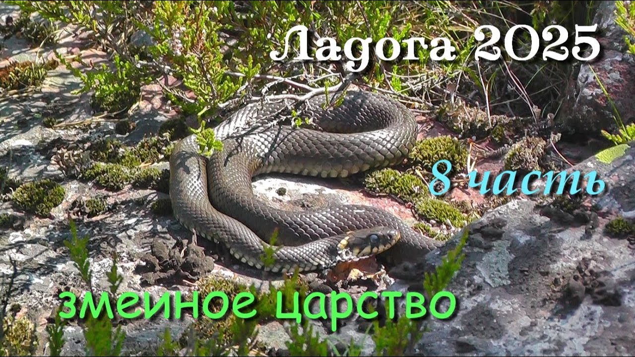 Походы по Ладожским шхерам 2025 / 8 часть / змеиное царство, отъезд