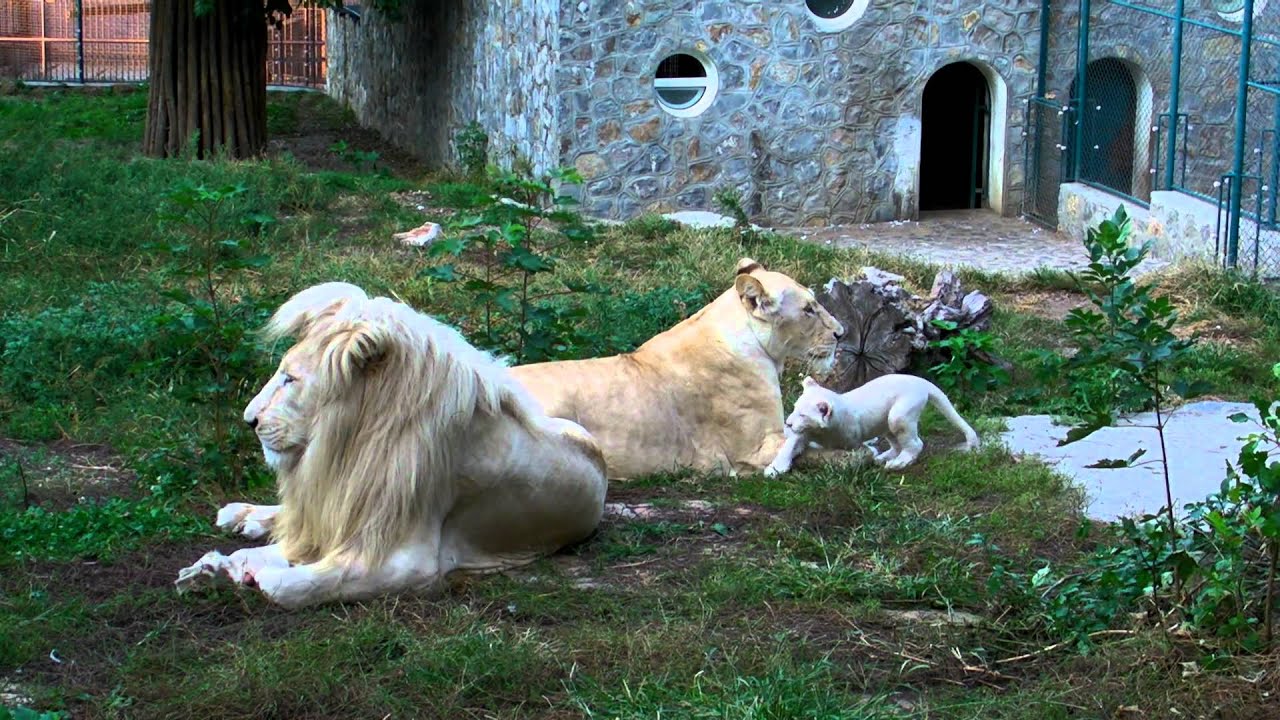 Beli lavovi Vambo, Sumba i mala Nadja - ZR - Beo Zoo Vrt