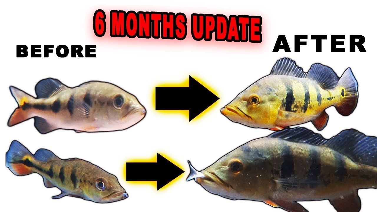 6MONTHS GROWTH UPDATE ON PEACOCK BASS, TARPON, BULLHEAD,LARGEMOUTH, MONSTER FISH!