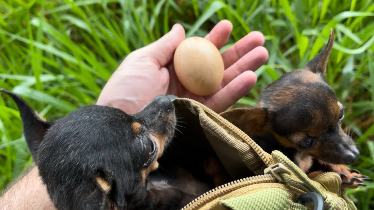 TIRINGA MOSTRA A REPERCUSSÃO DOS OVOS NA CHÁCARA | PINSCHER FILHOTES