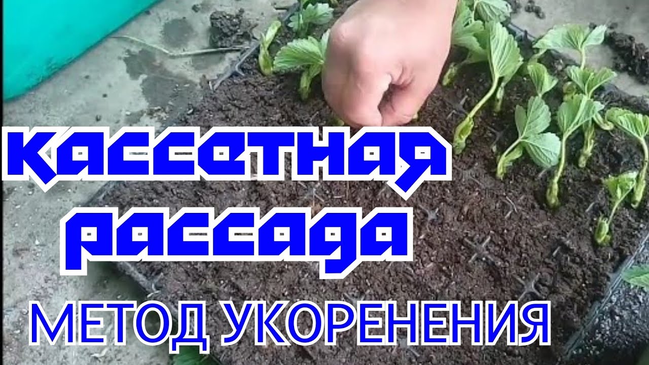Сажаем кассетную рассаду клубника Кабрилло!