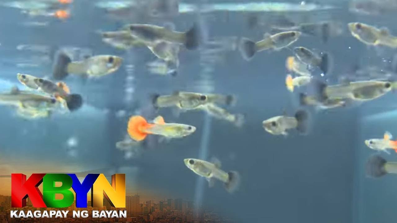 KBYN: Ano ang ornamental fish na 'guppy?'