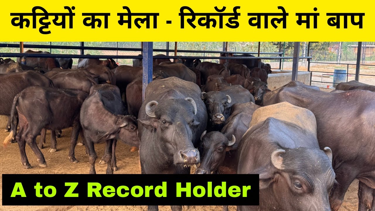 शानदार रिकॉर्ड वाली शानदार कट्टियां - Top Quality Mother and Father recorded Heifers 