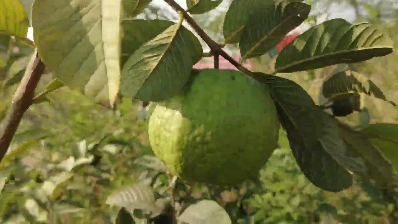 ઓર્ગેનિક ખેતી