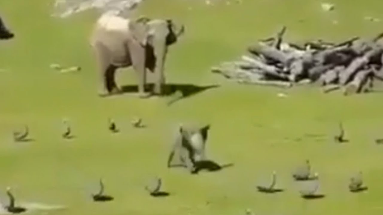 Viral video of baby elephant running to mother after falling down