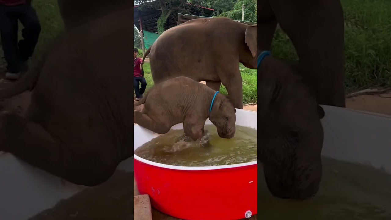 Baby Elephant Enjoys Kiddie Pool!