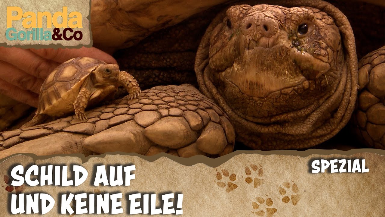 Die bunte Welt der Schildkröten | Panda, Gorilla & Co.
