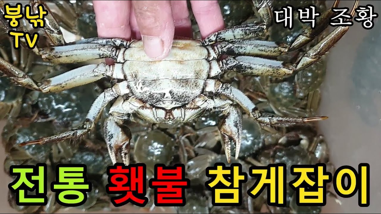 강화도 이색 밤낚시♥전통 횃불 참게잡이 대박조황