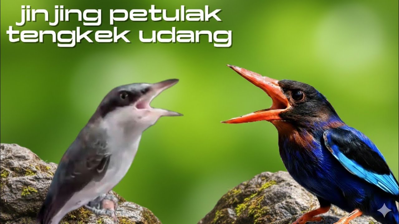 Jinjing Petulak vs Tengkek Udang