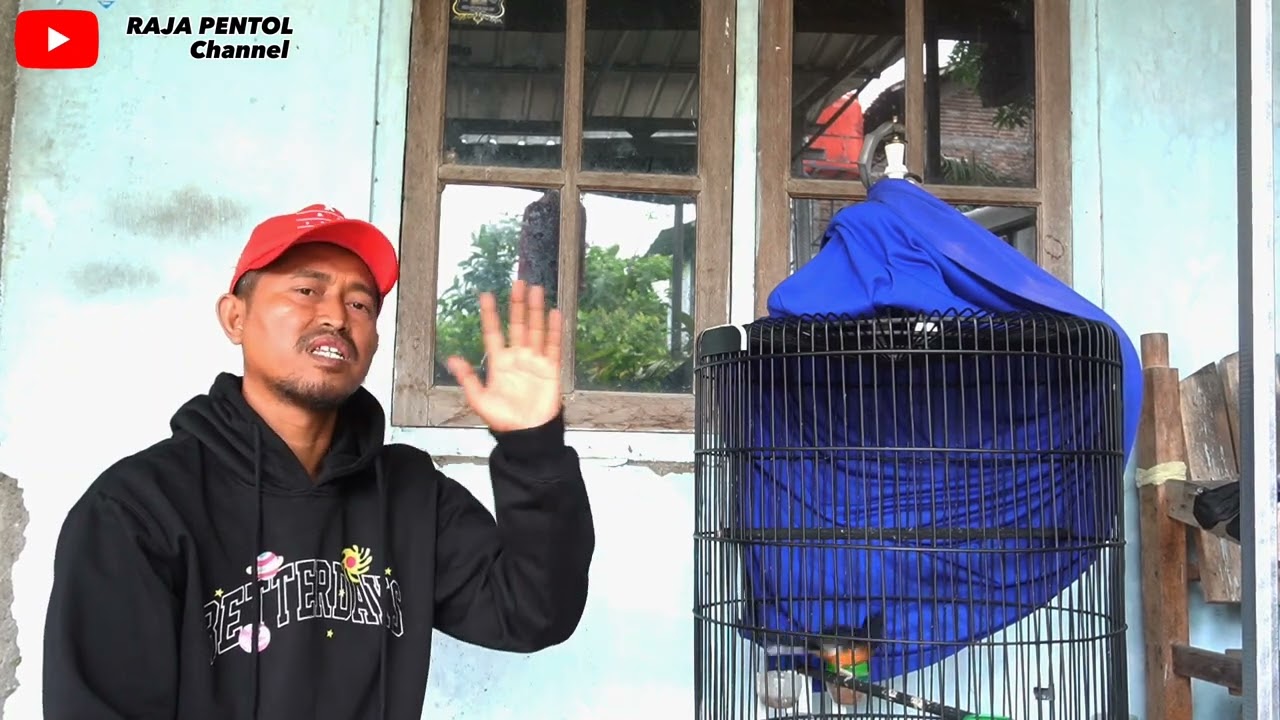 PERAWATAN MURAI BATU HABIS CABUT DARI KANDANG TERNAK BUAT LOMBA