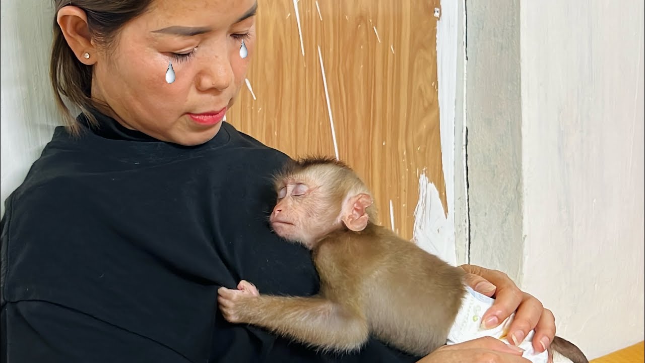 Baby monkey TINA is tired and wants to hug her mother to sleep, so cute