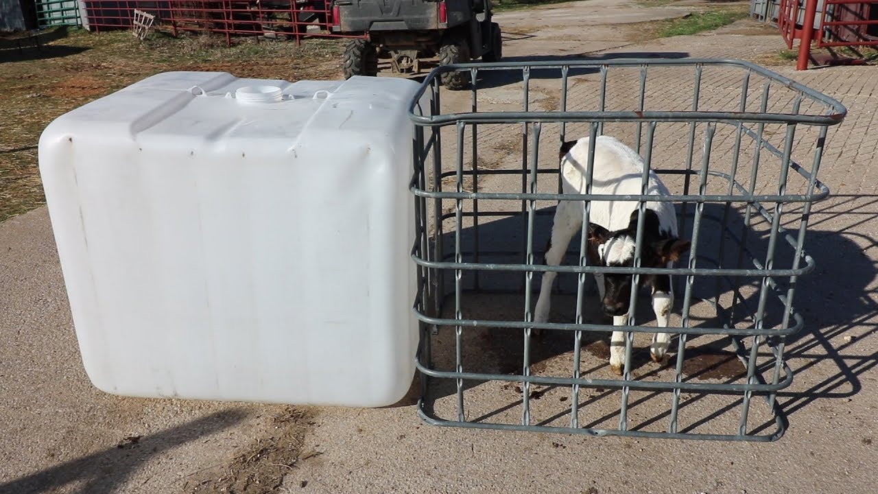 DIY IBC Tote Calf Hutch! (CHEAP)