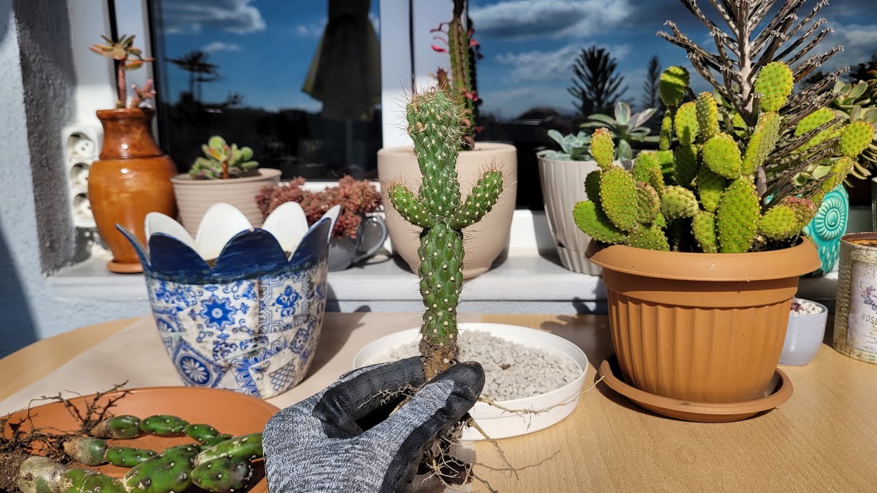 Ayşenur'dan Aldığım Kaktüsün ve Opuntiaların Bakımı /Cylindropuntia imbricata