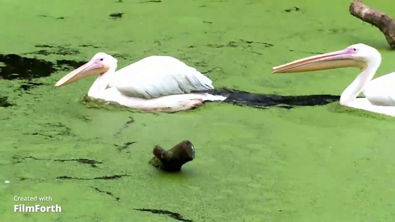 Vogelpark Walsrode 14 07 24
