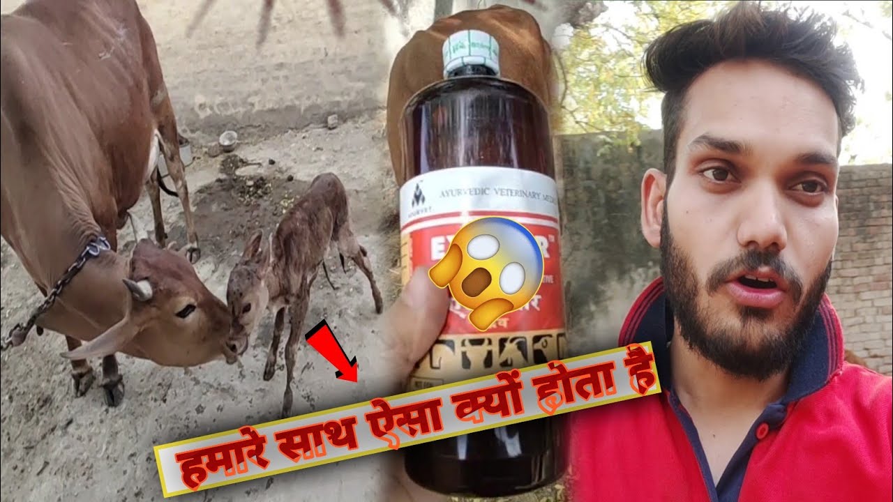 हमारे साथ ही ऐसा क्यों होता हैं 😱|Kallo Ki Milking BHI Nhi Kar Paya Hu | Sab Kuch Try Kar Liya🙂