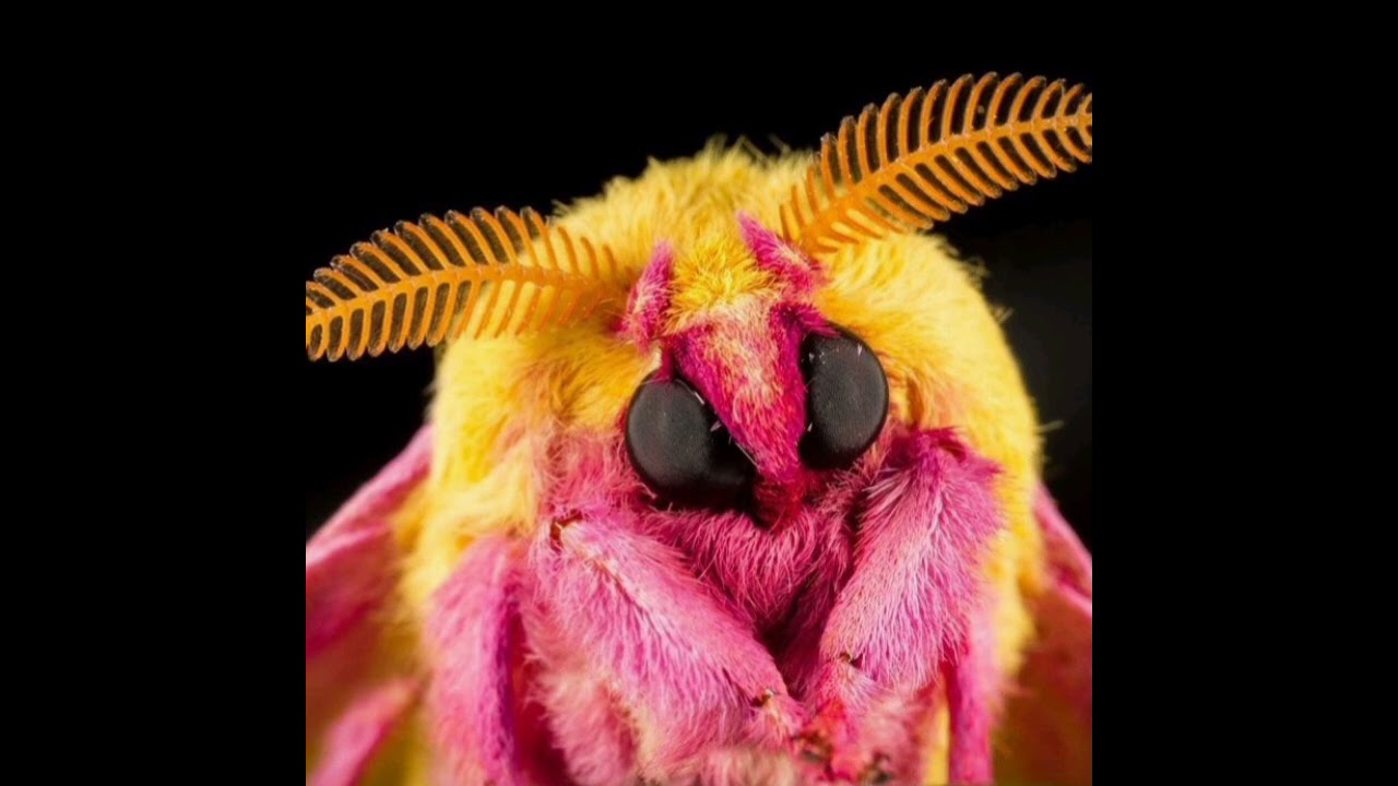 ｍｏｔｈｃｏｒｅ