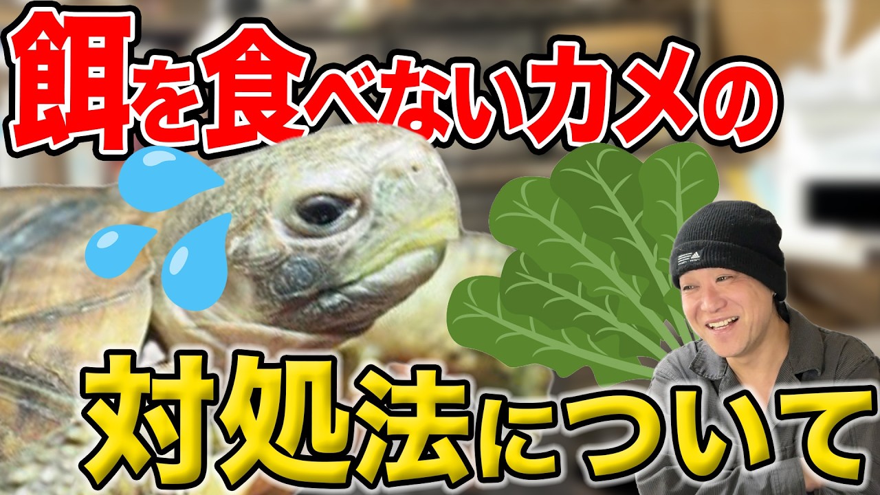 【エサ】を食べないリクガメの対処法を爬虫類のプロがお教えします。