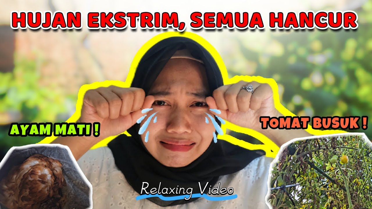 Cuaca ekstrim tanaman busuk, ayam mati😭😭... kebun mini tergagal