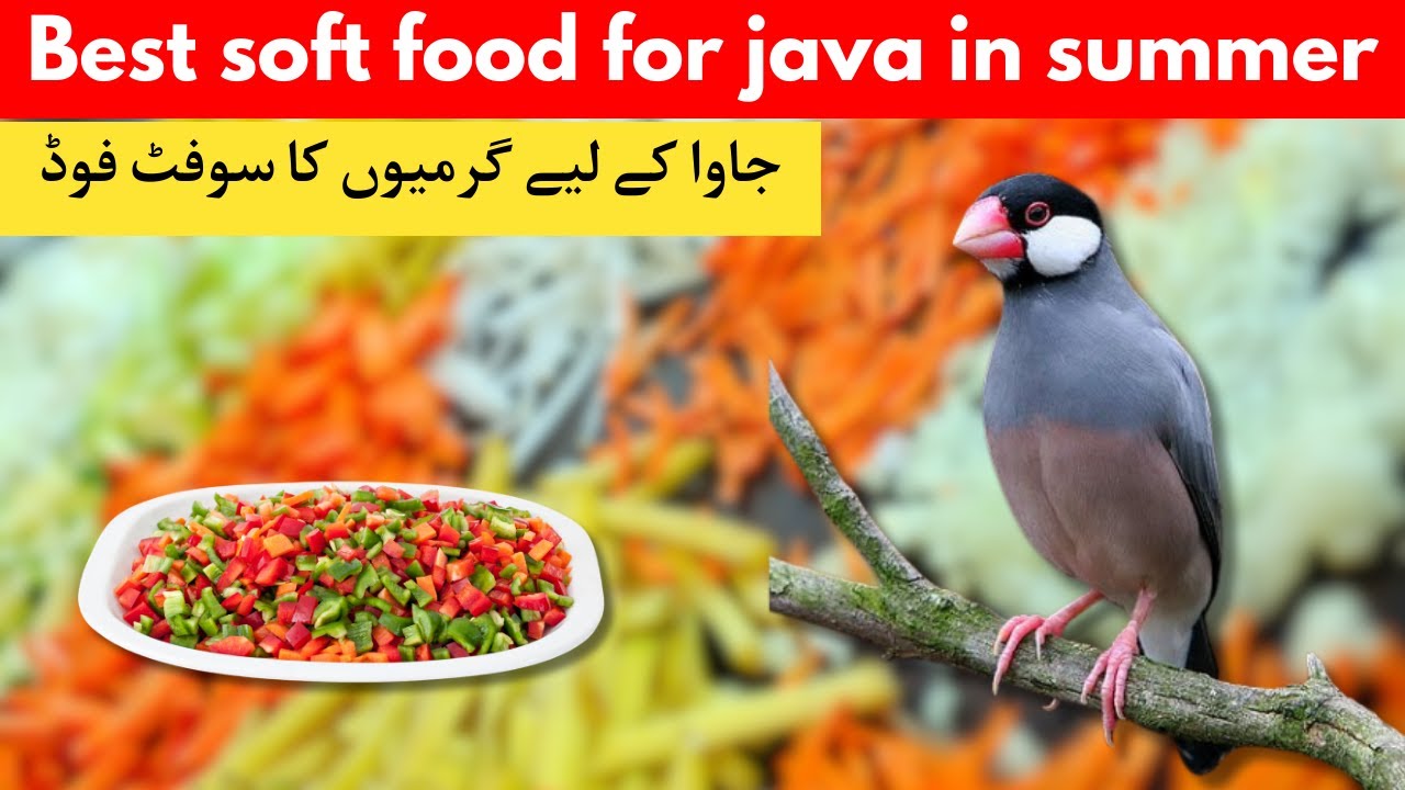 Summer Java Birds Diet | Java Soft Food for Summer | Best Soft Food for Java in Summer