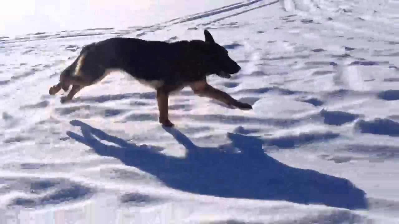 Conan the barbarian - german shepherd running snow