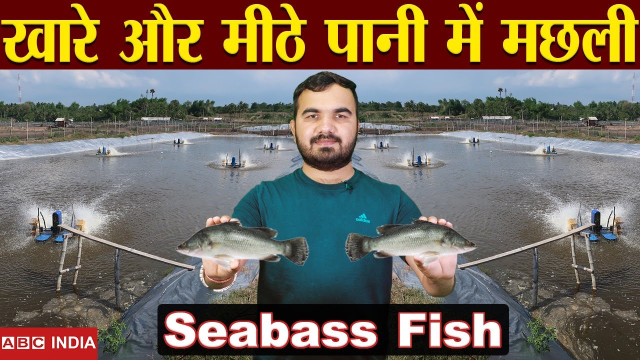 खारे और मीठे पानी में पलने वाली मछली | Seabass fish farm | marine fish | khare pani me machli palan