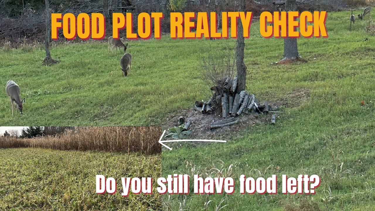 Critical time for food plots!