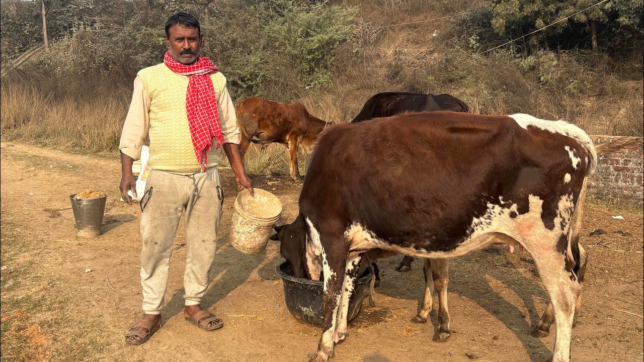 Morning mein gao Mata ka Seva Karte huye