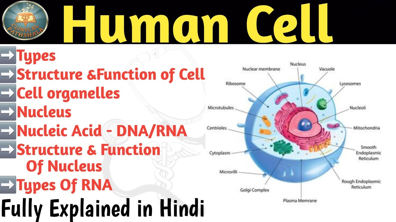 The Human Cell | Nucleus, DNA/RNA & Cell Organelles Explained in Hindi 