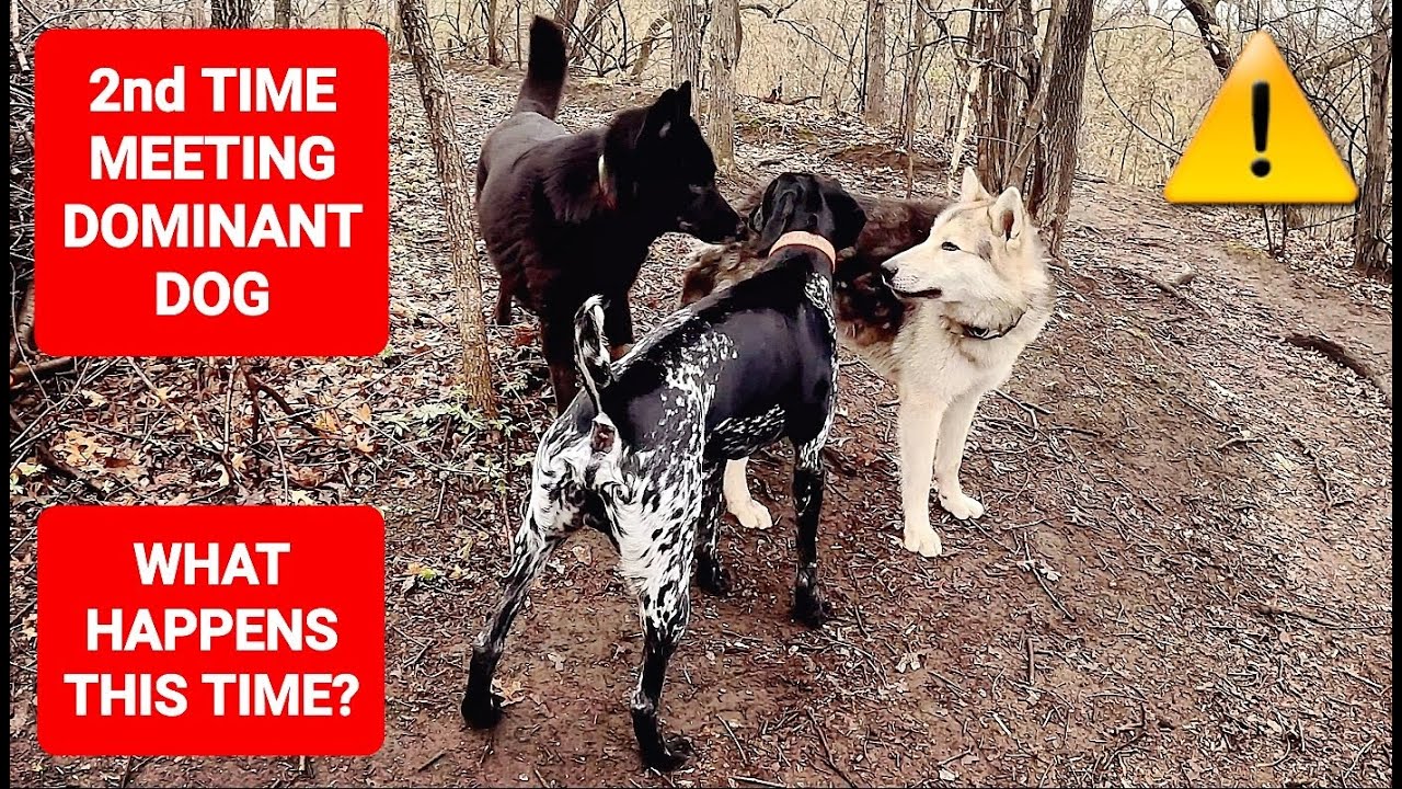 ROUND 2: Dominant Dog at Dog Park - What Happens This Time?!