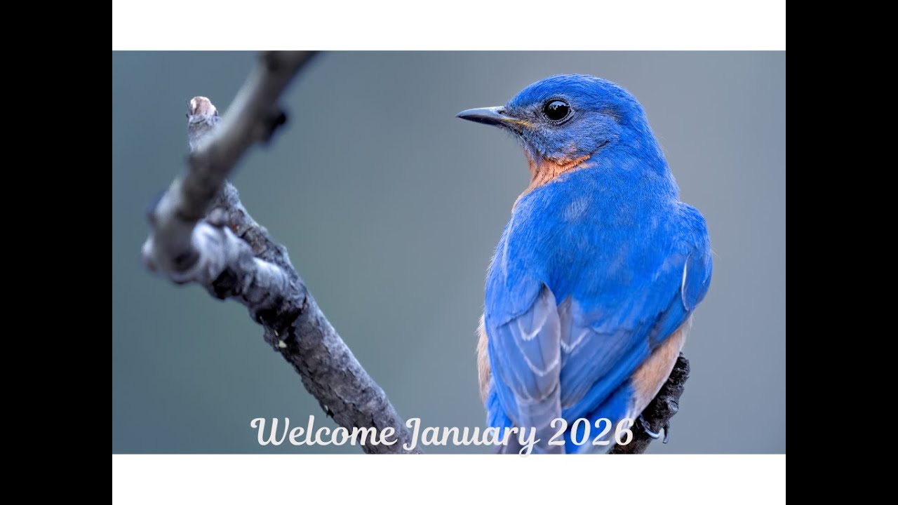 Live in East TN - 01/25/2026  #animals  #wildlife #nature