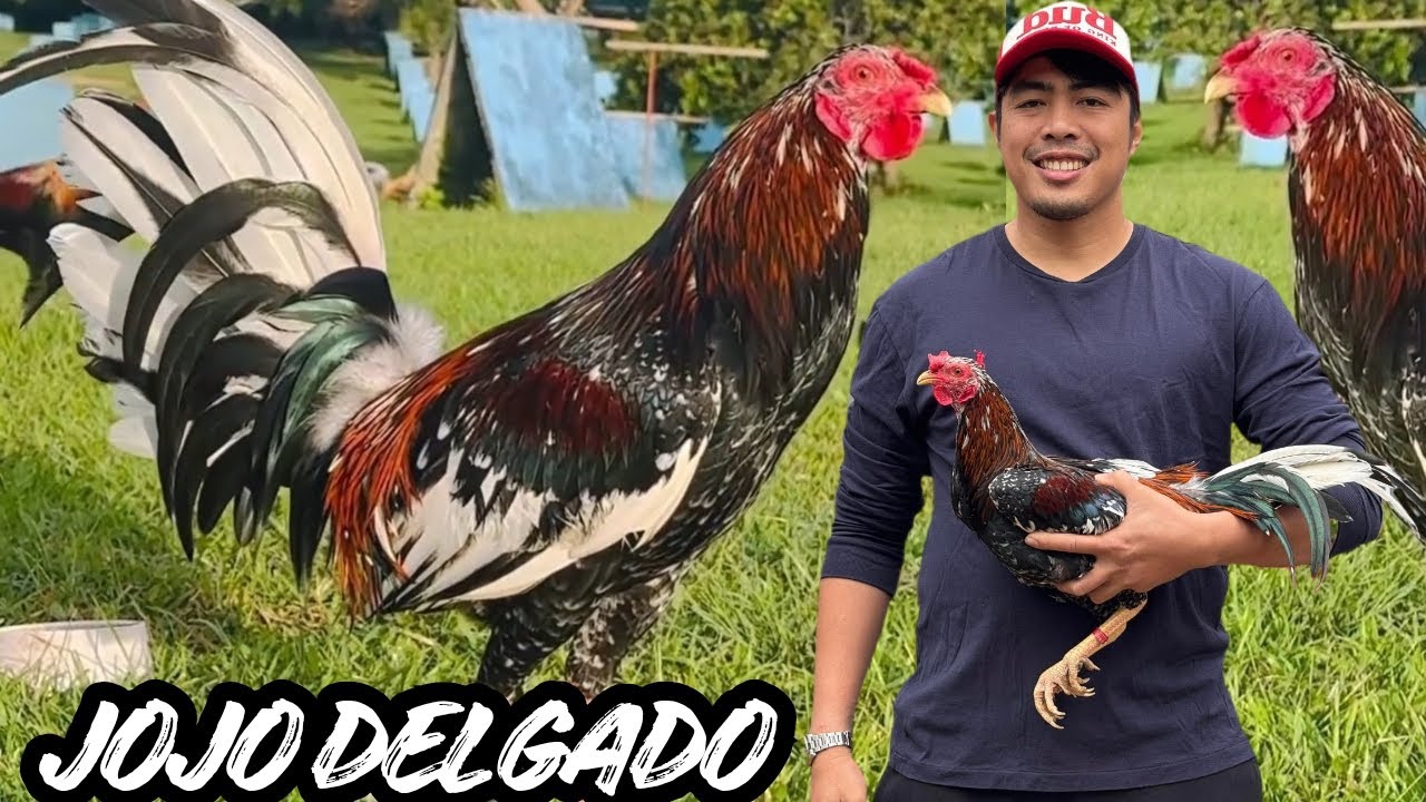 PHILIPPINES Big Farm - Feeding Time Free Range Shape Outdoor Chicken Coop Jojo Delgado Farm 🇵🇭